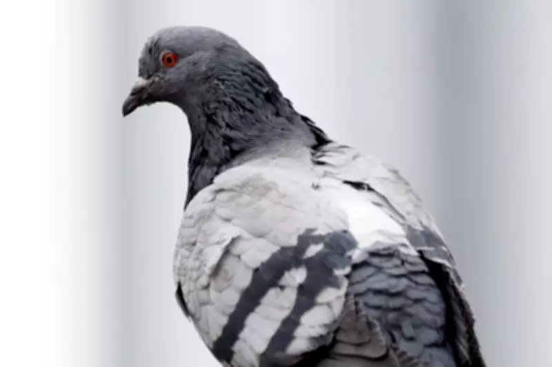 Norwich Considers Contraceptive Plan for 'Nuisance' Pigeons in Market