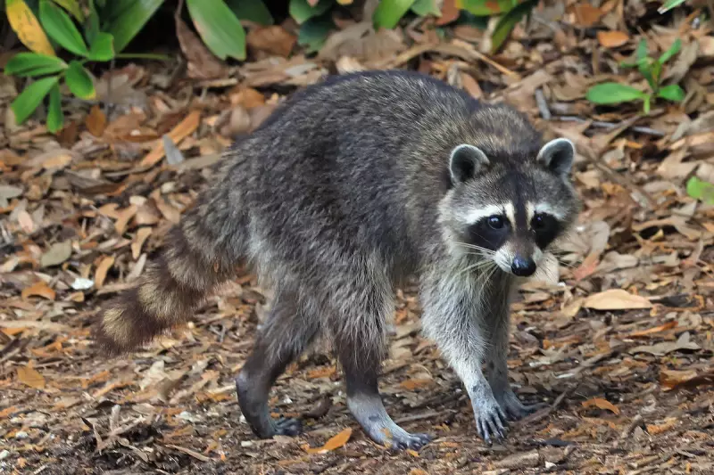 NYPD Officer on Modified Duty After Fatally Shooting Aggressive Raccoon at Rockaway Beach