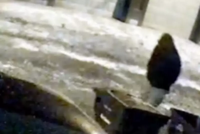 Ohio Dentist and Wife Murdered: Police Release Hooded Suspect Footage