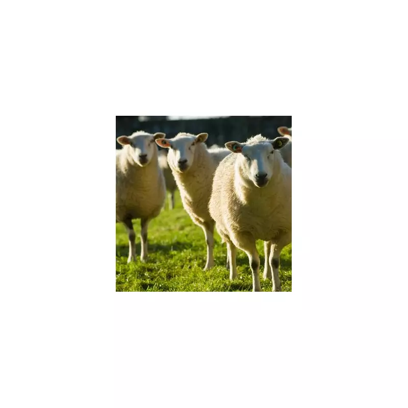 Optical Illusion Predicts Your 2026: First Animal Seen Reveals Year's Path