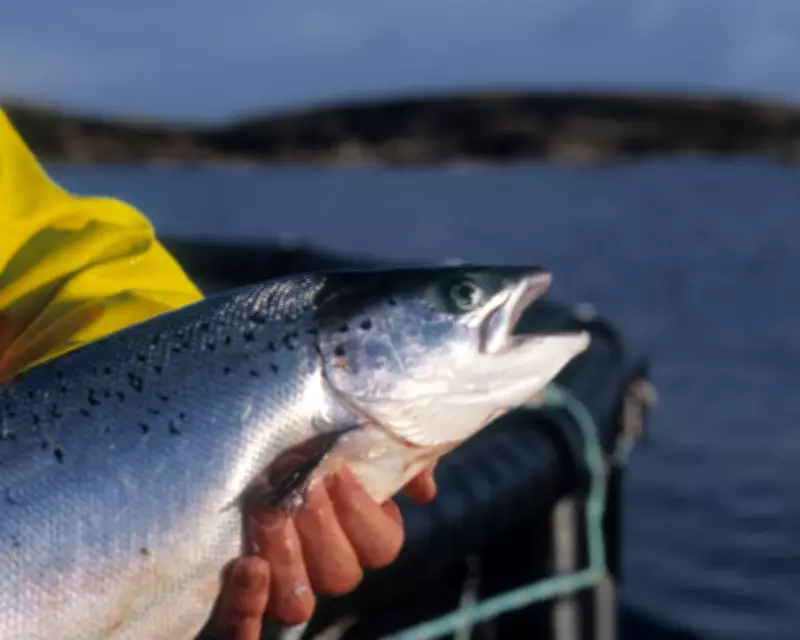 Organic Salmon Certification Under Scrutiny as Tribunal Forces Disclosure