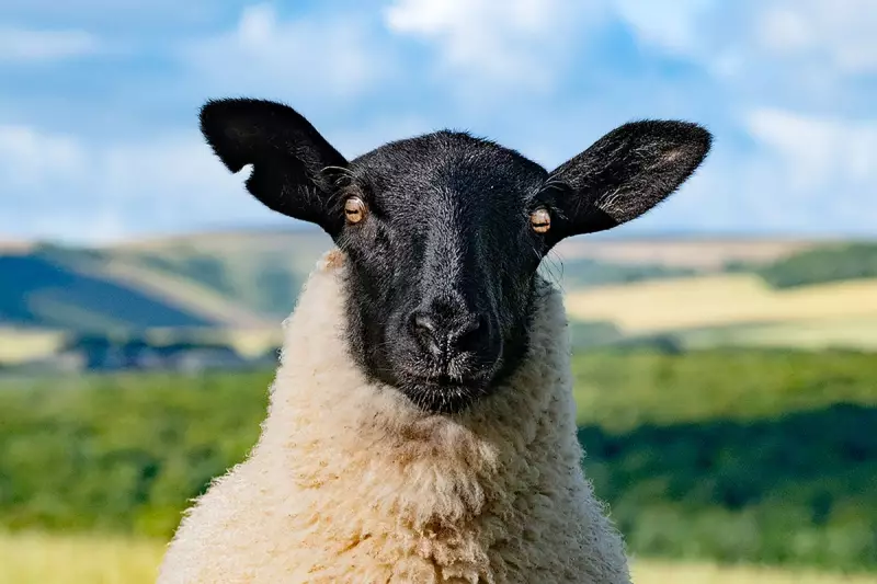 ‘Other-worldly’ photo of giant trees wins South Downs National Park contest