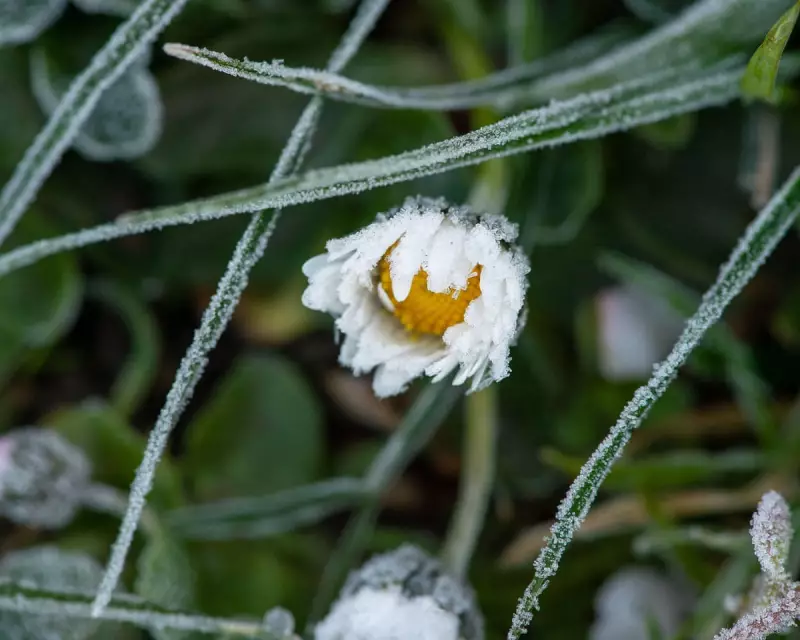 Over 300 UK Wildflowers Bloom in Winter, a Stark Climate Change Signal