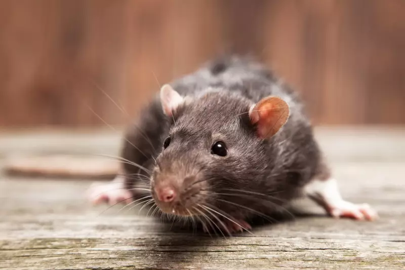Over 450 Pet Rats Rescued from Filthy Home in Major New York Operation