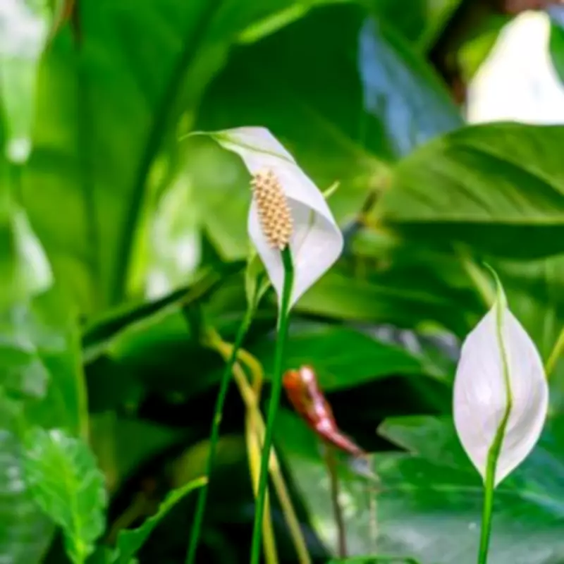 Peace Lily Blooming Secret: Why Light Placement Is Crucial for Continuous Flowers