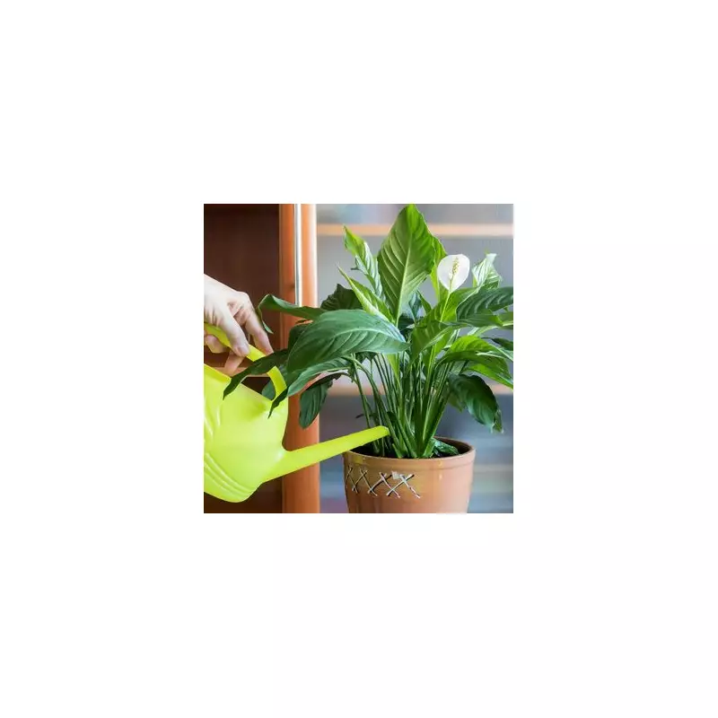 Peace Lily Blooms With 8 Flowers After Gardener Switches From Tap To Filtered Water