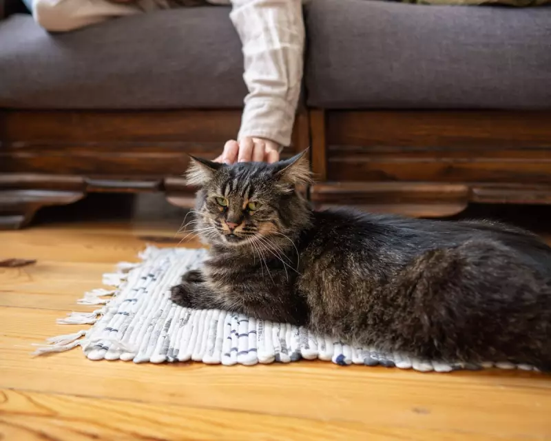 Pet grief as intense as human loss, new study reveals