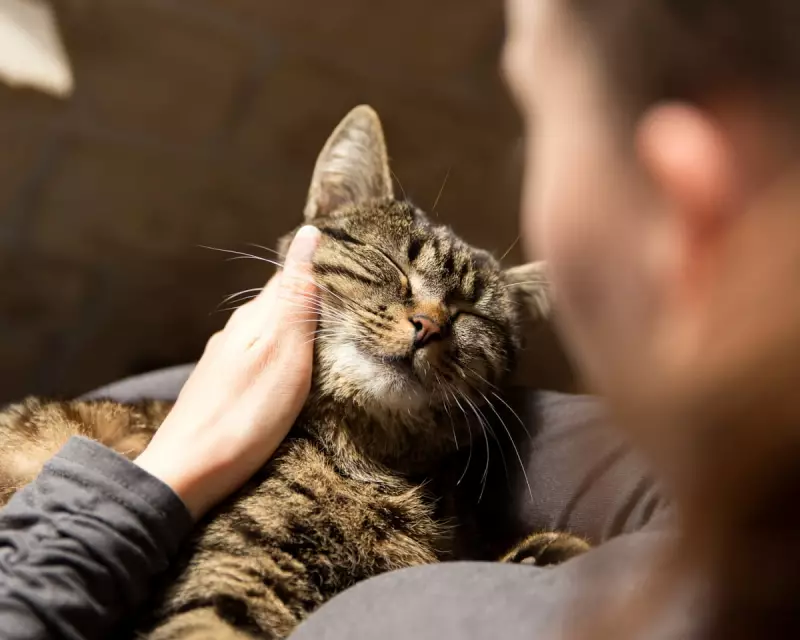 Pet Loss Grief as Severe as Human Bereavement, UK Study Reveals