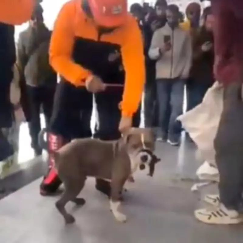 Pitbull's Four-Day Vigil Over Teen Owner's Body in Himalayan Snowstorm