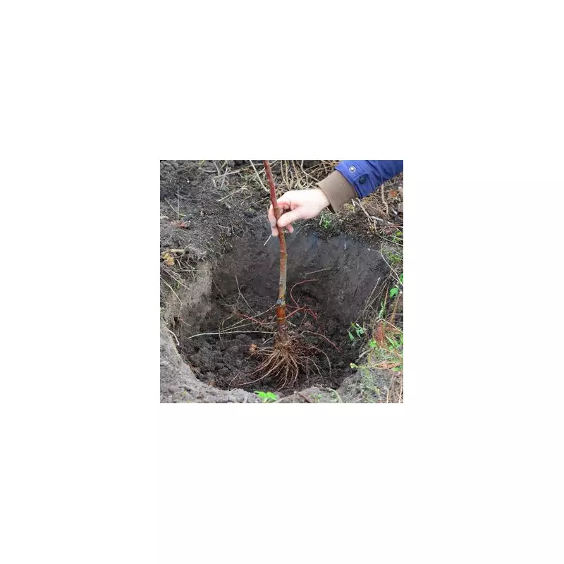 Plant a Cherry Stella Tree Now for 5kg of Fruit Annually