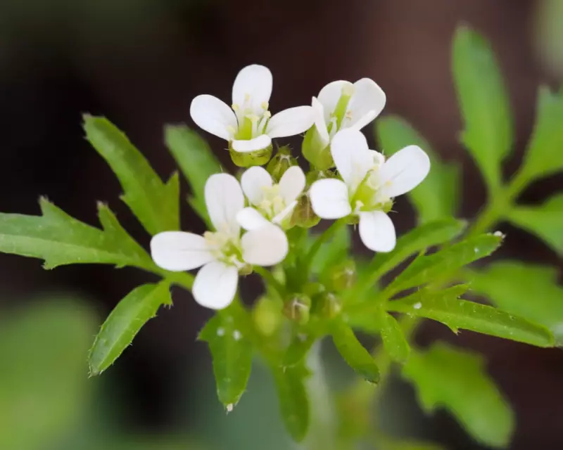 Plants Communicate Stress Warnings Through Airborne Chemicals, Study Reveals