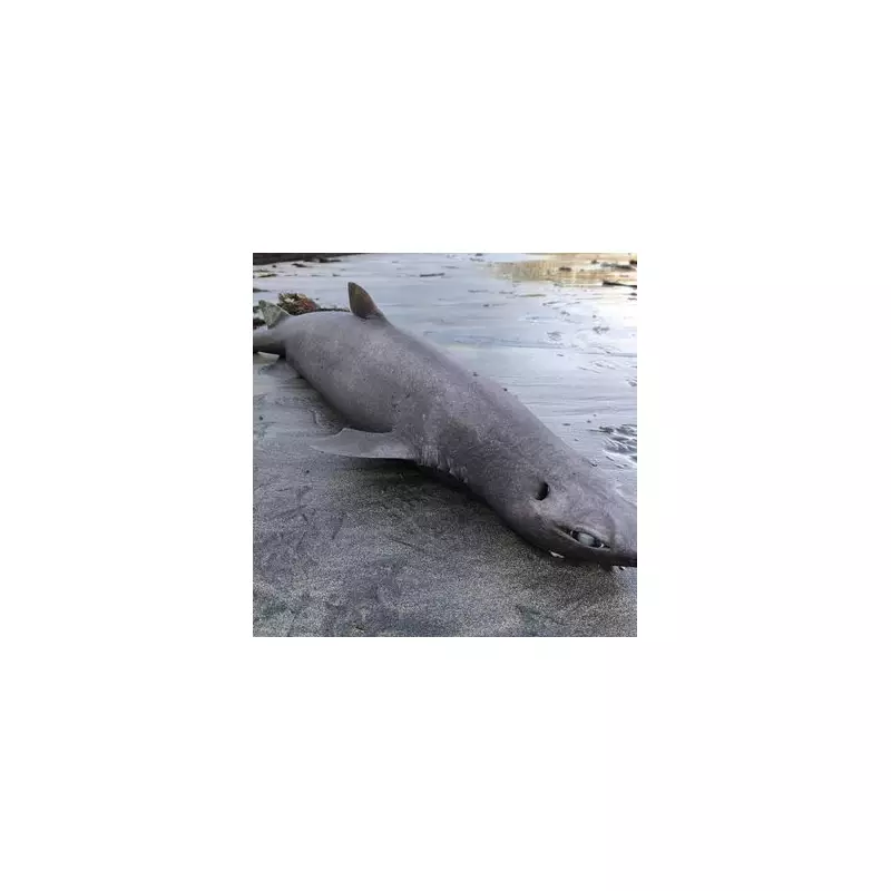 Pregnant 'Dragon' Shark Washes Up on Spanish Beach, Experts Suspect Fishing Tragedy