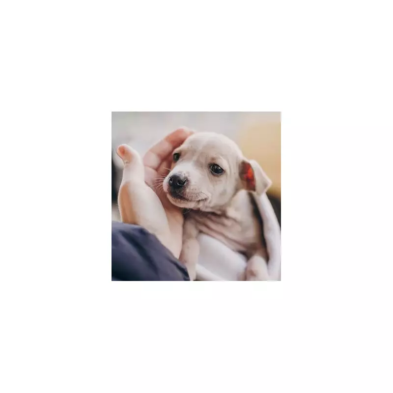 Puppy Promised to Stay Small Hits 100lbs in Surprise Growth Spurt