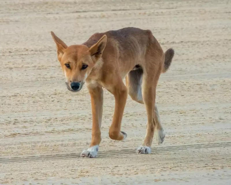 Queensland Authorities Order Cull of Dingo Pack Following Tourist's Death on K'gari