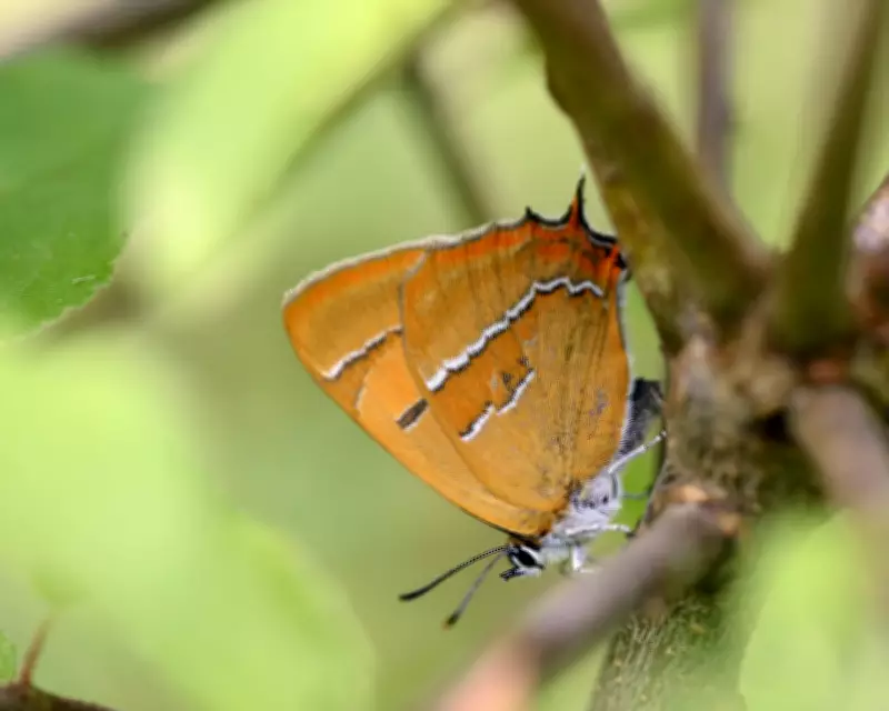 Rare Brown Hairstreak Butterfly Makes Remarkable Comeback in Wales