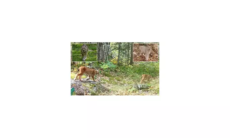 Rare Lynx Kittens Filmed in Minnesota Spark Hope for Endangered Population