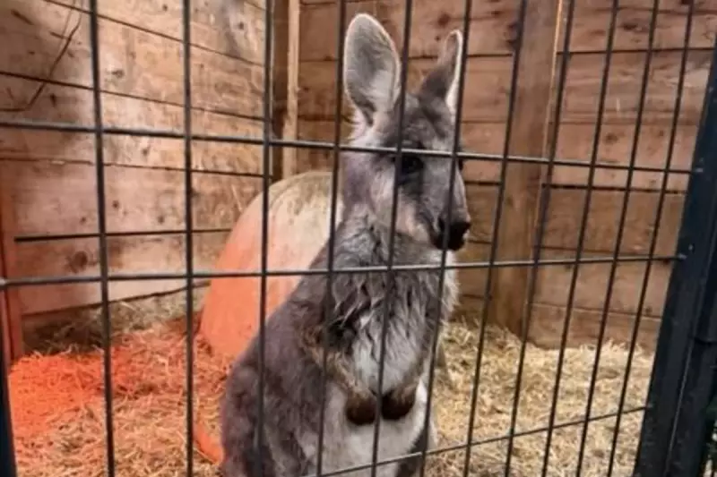 Rex the Wallaby's Walmart Adventure: Escaped Marsupial Found Safe in New Jersey