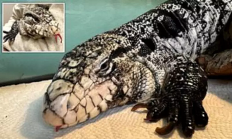 Rhode Island Man Finds Frozen Tegu Lizard Buried in Snow After Winter Storm