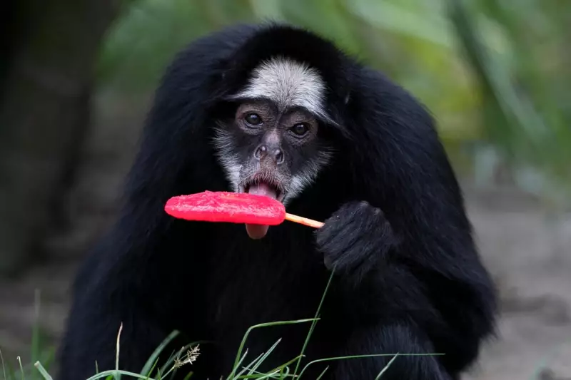 Rio Zoo's Jaguars & Monkeys Beat 40°C Heat with Iced Treats