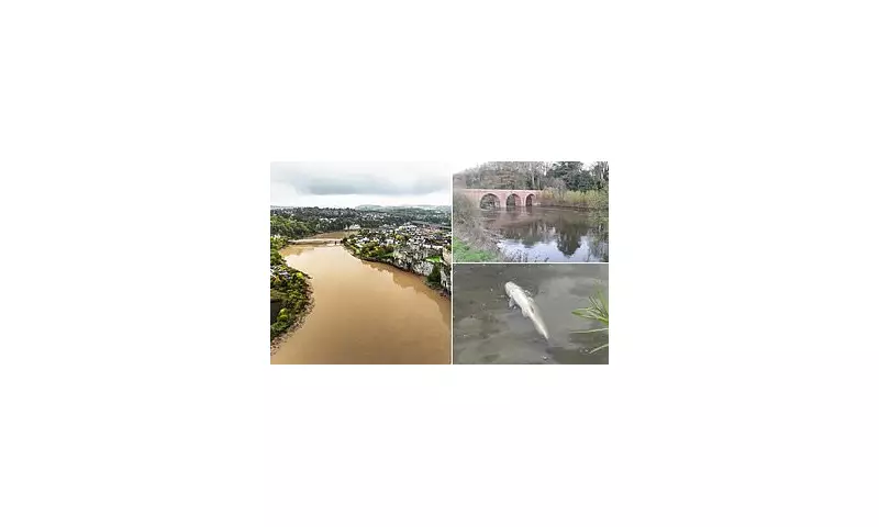 River Wye's Ecological Crisis: From Salmon Sanctuary to Polluted Waterway
