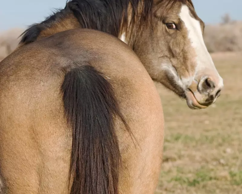 Road Apples to Riches: The Enduring Debate Over Horse Manure's Value