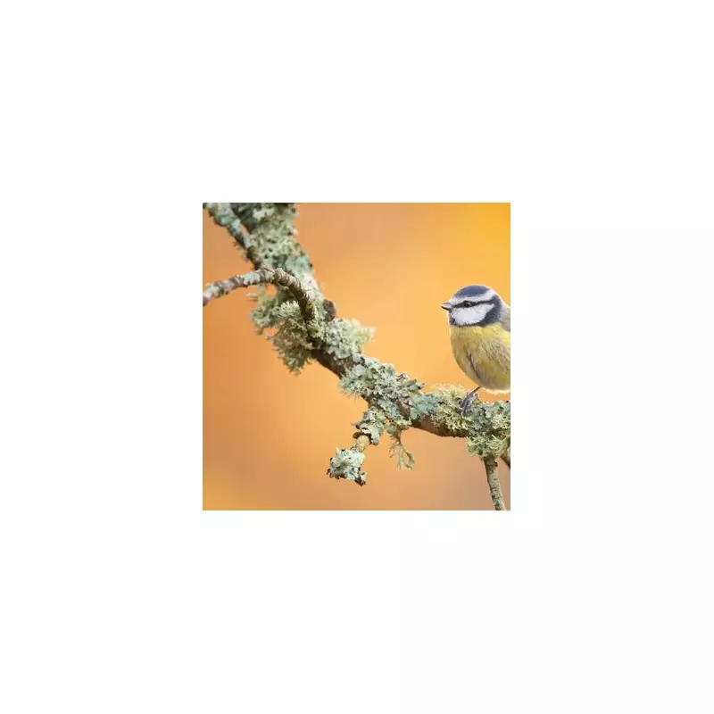 RSPB Quits X Over AI Safety Fears, Locks 407k-Follower Account