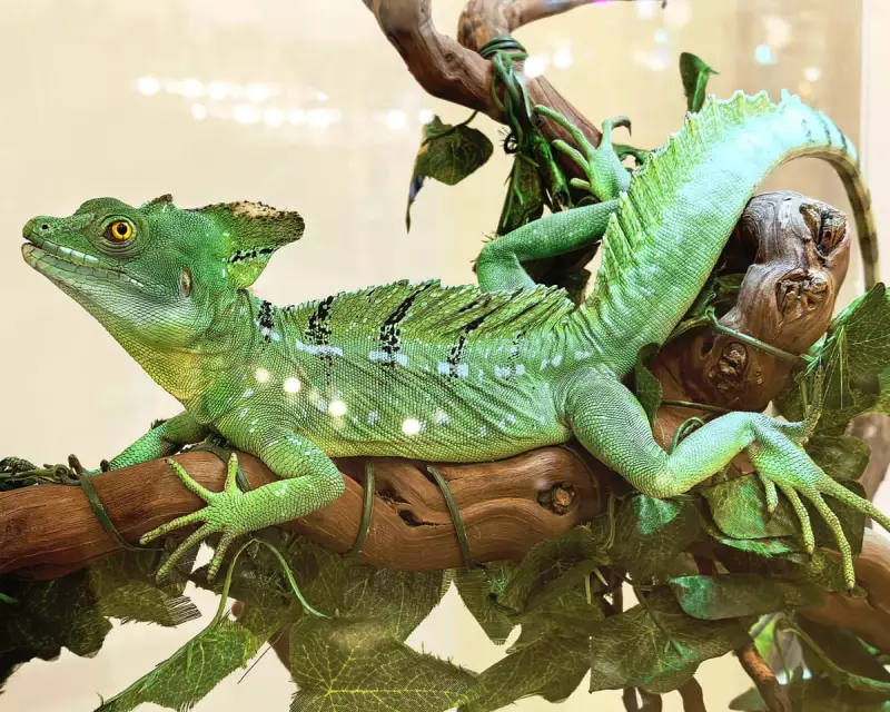 Saturday Quiz Stumpers: From Basilisk Lizards to Presidential Birth States
