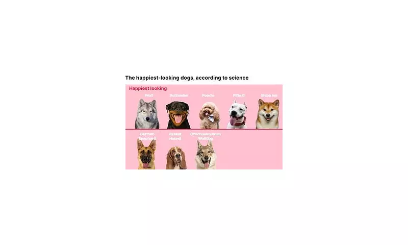 Science Reveals the UK's Happiest-Looking Dog Breeds: German Shepherds Top List