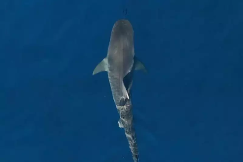 Scientists Confirm 'Sharktober' Phenomenon: October Sees Spike in Tiger Shark Attacks