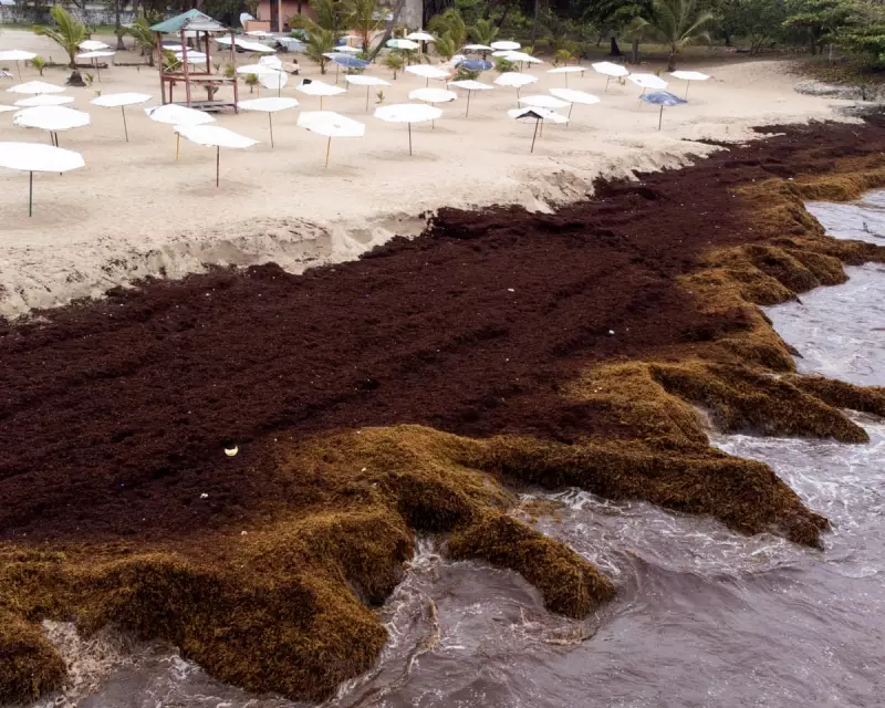 Scientists Warn of Ocean 'Regime Shift' as Global Seaweed Blooms Surge 13.4% Annually