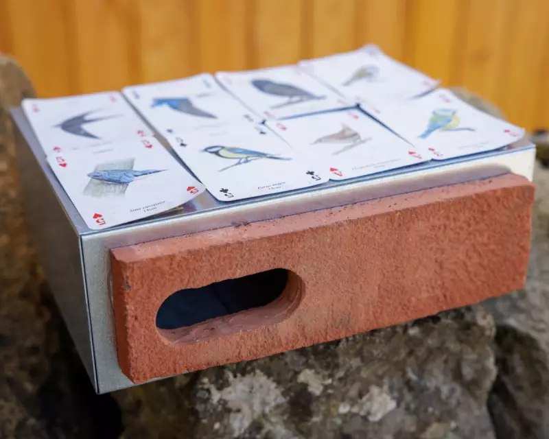 Scotland Mandates Swift Bricks in All New Buildings to Protect Endangered Birds