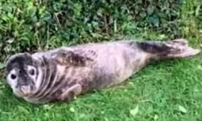 Seal Pup's Epic Land Journey: From Stormy Seas to Cornish Garden