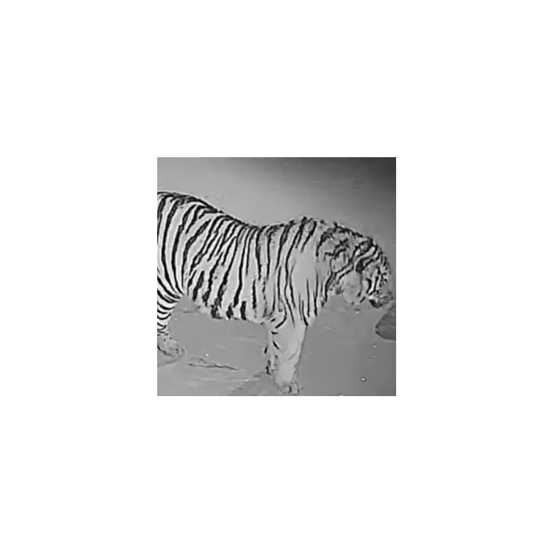 Siberian Tiger Attacks Village, Devours Pet Dog in Chilling CCTV Footage