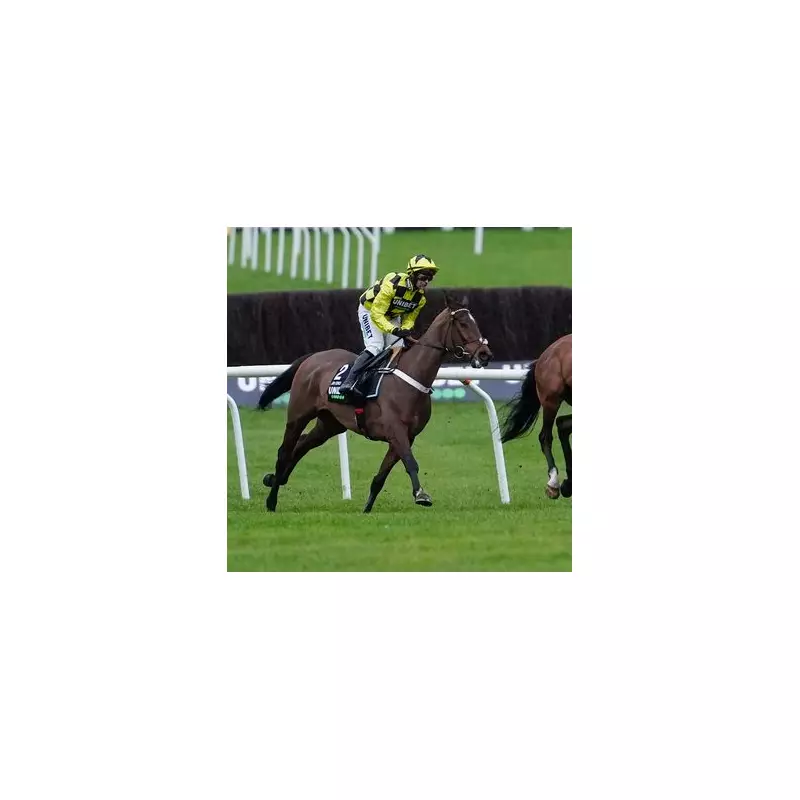 Sir Gino's Pelvic Fracture: Nicky Henderson Provides Recovery Update After Cheltenham Setback