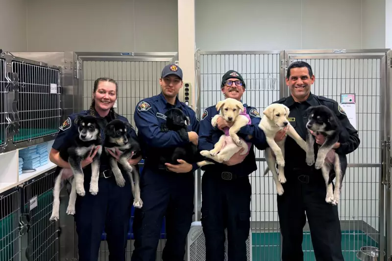 Six Puppies Saved from Suspected Fentanyl Overdose by Washington Firefighters