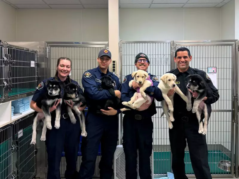 Six Puppies Saved from Suspected Fentanyl Overdose to be Adopted in Washington
