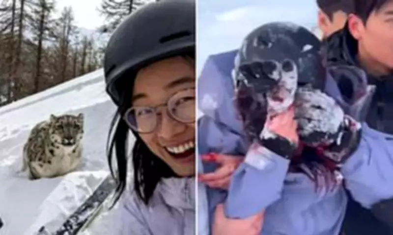 Ski Tourist's Snow Leopard Selfie Turns to Mauling in Chinese Geopark