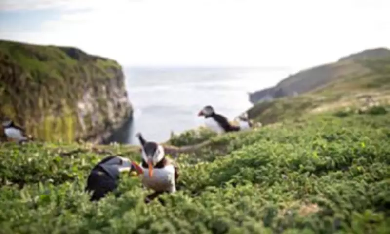 Skomer Island Offers Free Stays for Puffin Counters in Conservation Drive