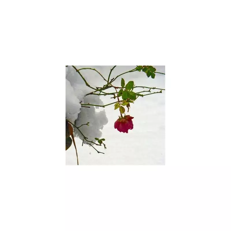 Snow Threatens Roses: One Simple Styrofoam Cone Can Save Your Blooms