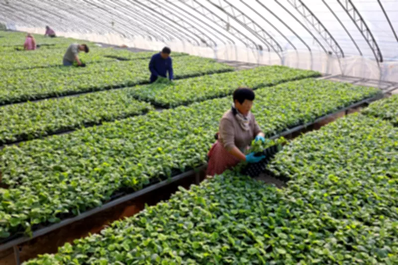 South Korea Apologises for Cambodian Worker's Death in Freezing Greenhouse Dorm