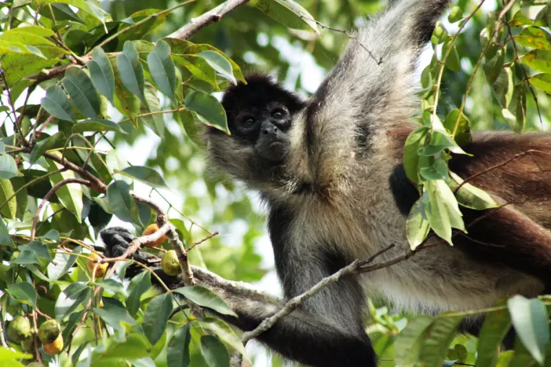 Spider Monkeys Share Insider Knowledge to Locate Best Fruit Trees