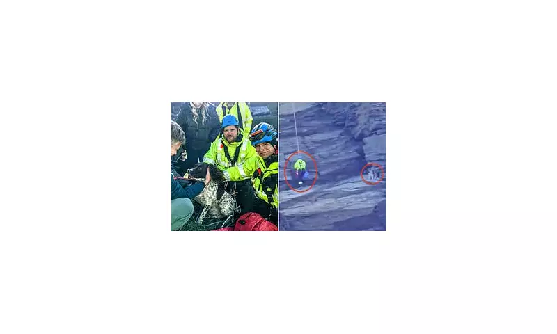 Springer Spaniel Rescued From 100ft Cornish Cliff in Daring Coastguard Mission