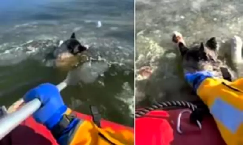 St Louis Fire Department Rescues Dog from Icy Lake in Dramatic Operation