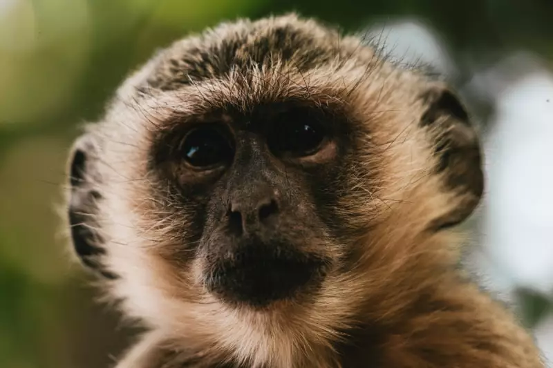 St. Louis Monkey Escape: 14 Primates Recaptured After Zoo Breakout