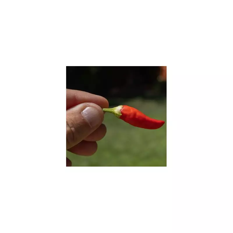 Stop Throwing Away Chilli Seeds: A January Gardening Tip from Expert Michael Griffiths