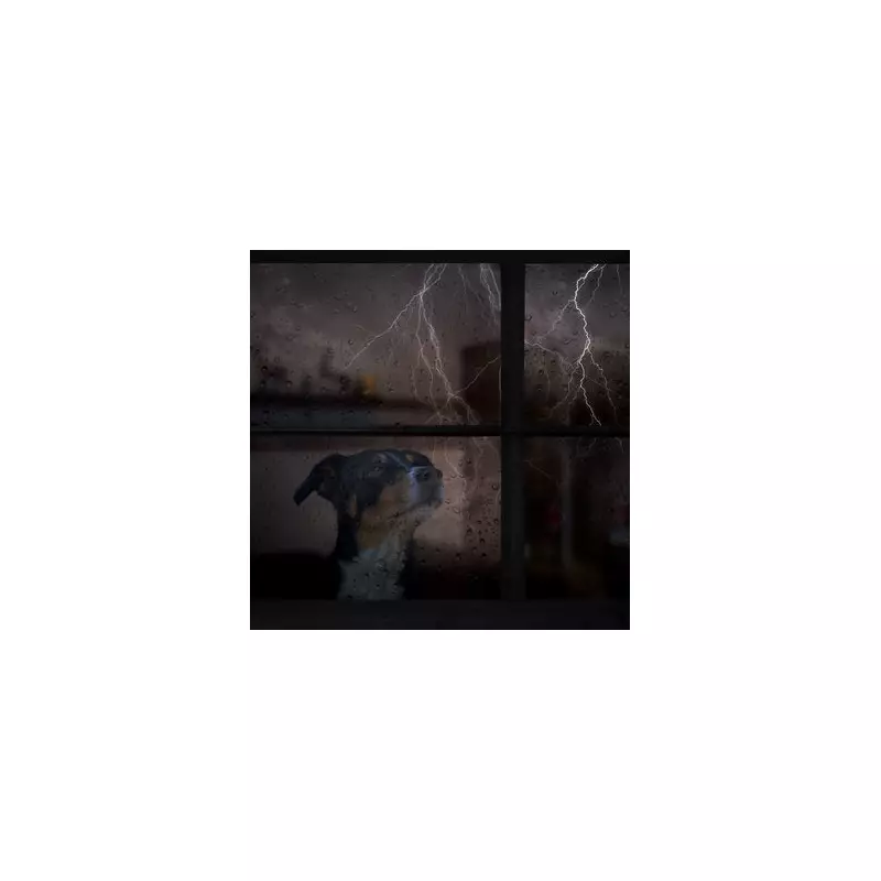 Storm Chandra: Dogs Trust Issues Vital Guidance for Anxious Canines