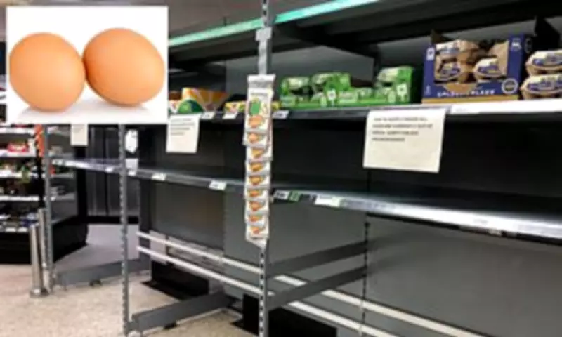 Supermarket Egg Shortages Emerge After Avian Flu Outbreak Hits Major Producer