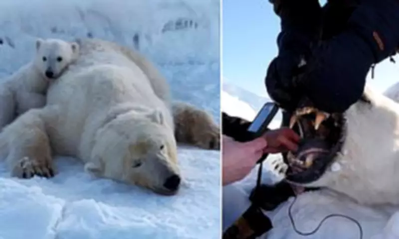 Svalbard Polar Bears Defy Climate Odds by Gaining Weight Despite Sea Ice Loss