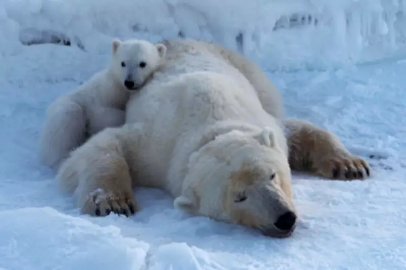 Svalbard Polar Bears Defy Climate Odds, Maintain Body Condition Amid Ice Loss