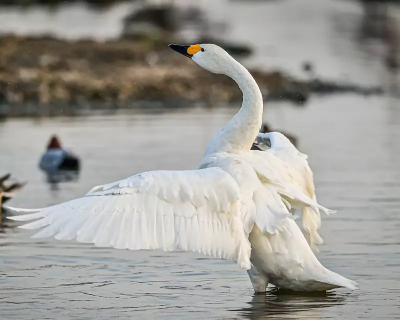 Swan Census 2025: Whooper Numbers Soar as Bewick's Plummet in UK